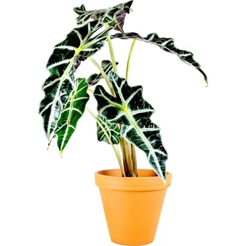 Gardners Alocasia amazonica Polly, průměr 11-12 cm Alokásie, Alokázie