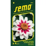 SEMO Ostálka Zahara Starlight Rose 15 ks