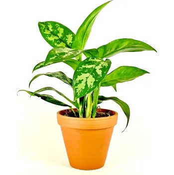 Gardners Aglaonema Maria, průměr 12-14 cm Aglaonema, Spící panna