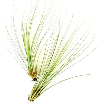 Gardners Tillandsia juncea Tillandsie, kykatka