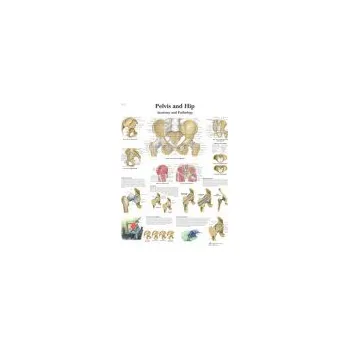 Plakát Schéma - lidská pánev a kyčel - AJ - 50x67 cm Papír bez lišty