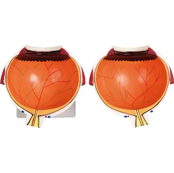 anatomický model Velký model oka