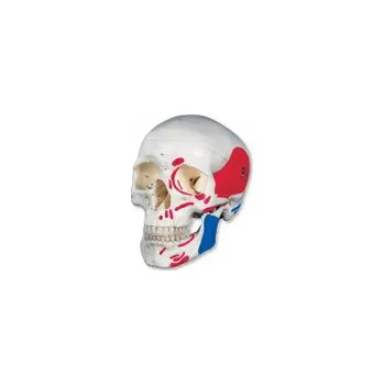 Lebka klasická se svaly - malovaná - 3 části