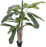 Europalms Banánovník  170 cm