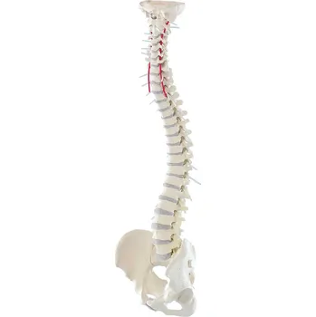 Erler Zimmer Vysoce flexibilní páteř člověka s pánví