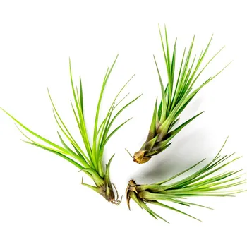 Gardners Tillandsia melanocrater Tillandsie, kykatka