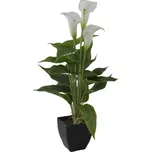 Europalms Mini kala 43 cm