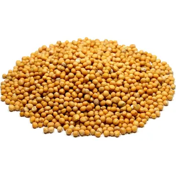 Koření Kostera Hořčice bílá celá Balení: Sáček 20g