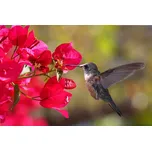 Dimex MS-5-0230 375 x 250 cm