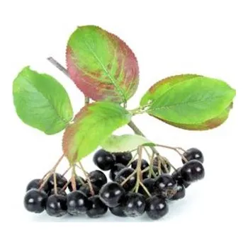 Sazenice TSUGA Aronia melanocarpa NERO keř