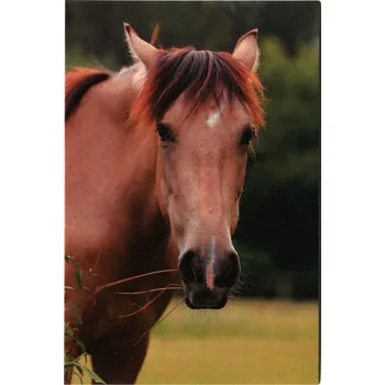 Pohlednice Ponynka.cz - série koně - hnědák hlava (1/2018)