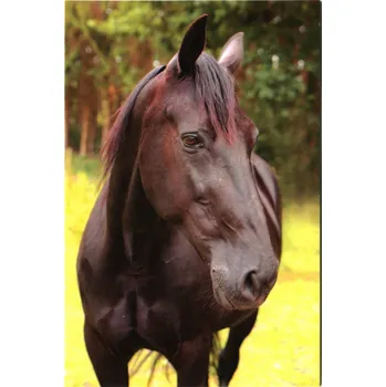 Pohlednice Ponynka.cz - série koně - vraník (3/2018)