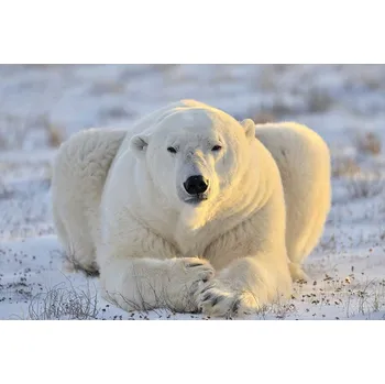 Fototapeta Dimex MS-5-0220 375 x 250 cm