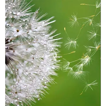 DIMEX MS-3-0187 225 x 250 cm, letící chmýří pampelišek