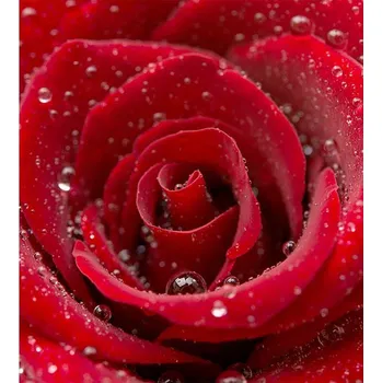 DIMEX MS-3-0187 225 x 250 cm, červená růže