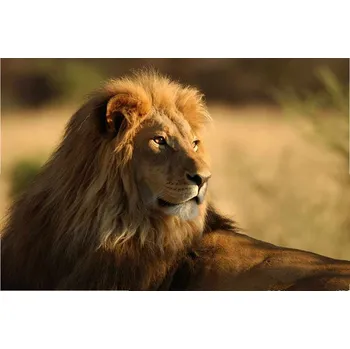 Fototapeta Dimex MS-5-0231 375 x 250 cm