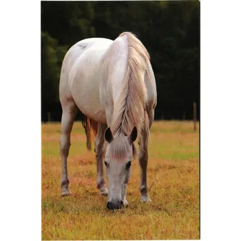 Pohlednice Ponynka.cz - série koně - bělouš na pastvě (2/2018)