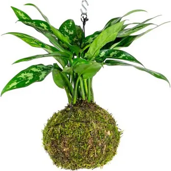 Bytová dekorace Gardners Kokedama Aglaonema Maria (L) Aglaonema, Spící panna Kokedama