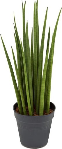 Sansevieria Spikes 17x60cm - Do interiéru