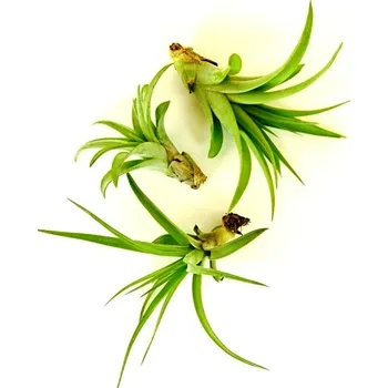 Gardners Tillandsia multiflora Tillandsie, kykatka