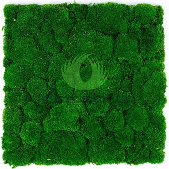 Obraz Mechdekor Kopečkový mech 50 x 50 cm tmavě zelený