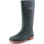 Canis Apollo zelené