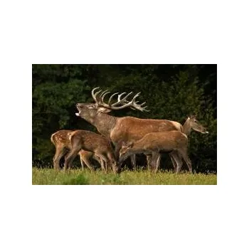 Kuchyňské prkénko e‑myslivost.cz Kuchyňské prkénko - Jelen s laněmi 40x30 cm