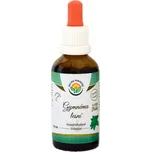 Salvia Paradise Gymnéma lesní AF…