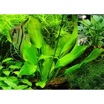 Akvaristika Echinodorus argentinensis (Košíčková Ø 5,5 cm)