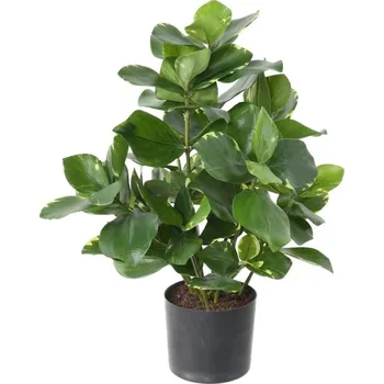 umělá květina Umělá květina Clusia deluxe, 45cm