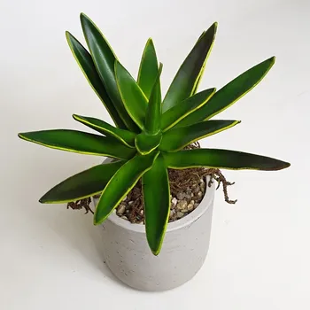 umělá květina Umělé Aloe zelené 25cm - Stín