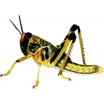 Teraristika Saranče 50 ks