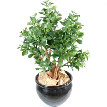 umělá květina Luxusní umělý sukulent CRASULLA WIDE, 65cm