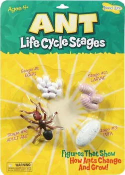 Dětská vědecká sada Insect Lore Životní cyklus Mravenec