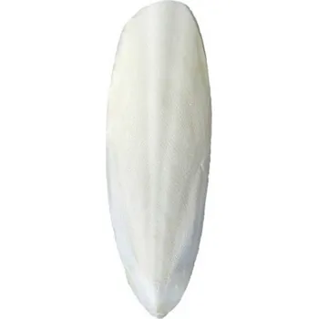 Krmivo pro hlodavce ReptiEye Sépiová kost