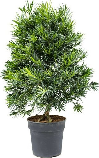 Podocarpus macrophyllus 30x100cm + doprava zdarma