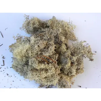 umělá květina islandský mech světlý