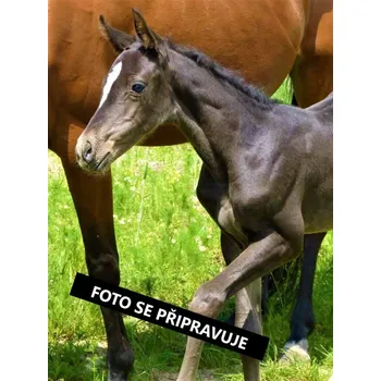 Akční tričko Equiline -VERNON- - Světle modrá - XL