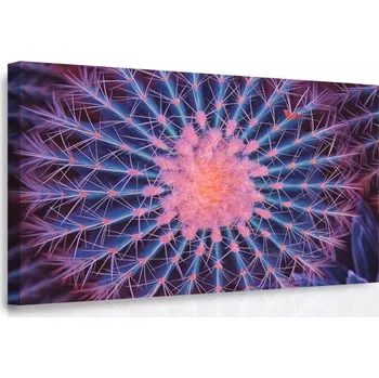 Obraz Malvis Obraz - Makro kaktus Velikost: 90x60 cm