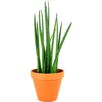 Gardners Sansevieria bacularis, průměr 10 cm Sanseveria, Tchýnin jazyk, Tenura