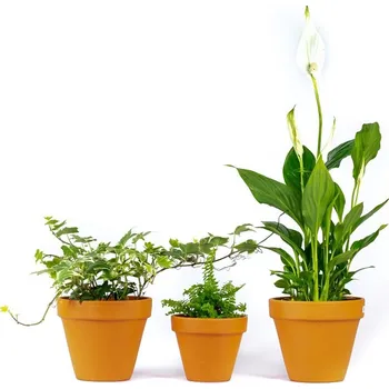 Gardners Set rostlin do koupelny