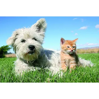 Puzzle M.I.C. Přátelství mezi psem a kočkou 100 dílků
