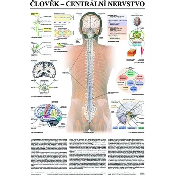 Plakát Centrální nervstvo, 67 x 96 cm