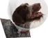 Ochranný límec pro zvířata Kruuse Buster Classic Collar transparentní