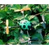 Dron Walkera QR Ladybird V2 RTF