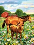 Malování podle čísel: Koně na pastvě