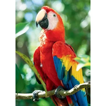 Puzzle Trefl Nature Ara červená 1000 dílků