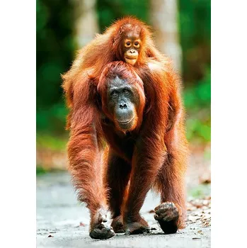Puzzle Trefl 1000 Nature, orangutan