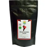 Salvia Paradise Brasil Fazenda Lagoa…