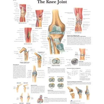 Plakát Výuková anatomie - koleno provedení: lamino